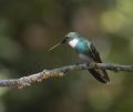 hummingbird, bird, nature-8662271.jpg